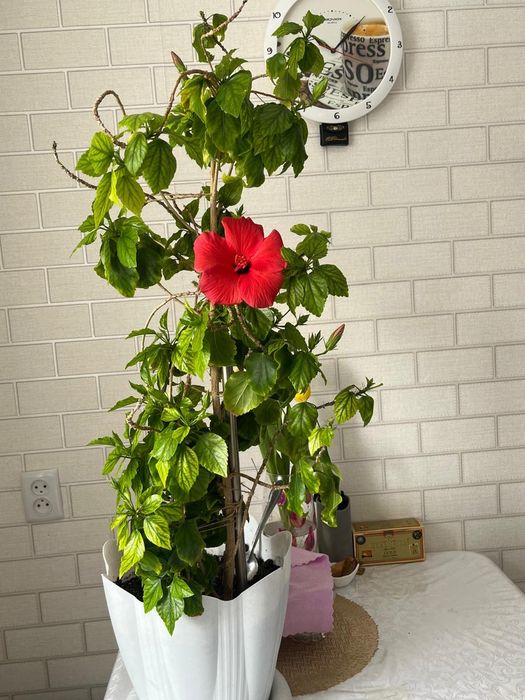 Цветы комнатные,