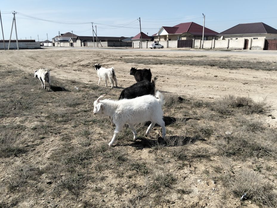 Лақ сатылады еркек лақ