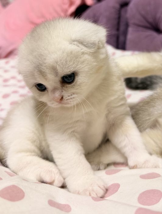 Шотланский Скоттиш Фолд! Шиншилла !