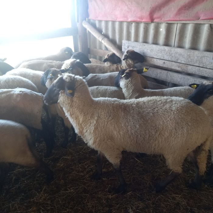 Oi sufolk si mégis tinere si gestante