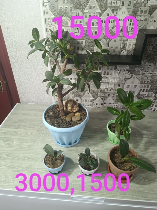 Цветы не дорого продам