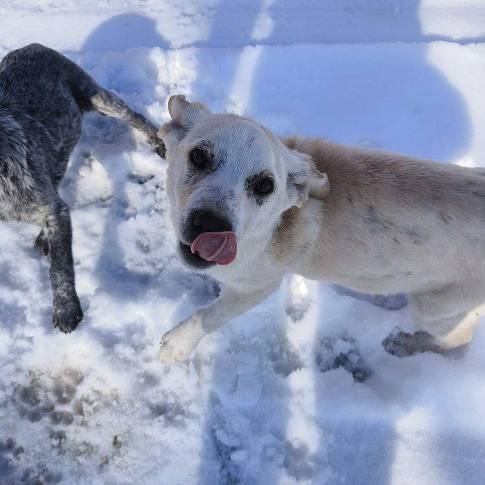 Щенок в добрые руки