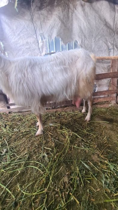 Disponibile 2 capre