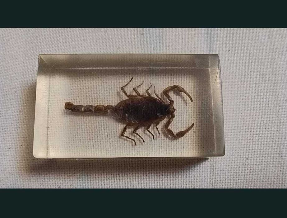 Insecte reale conservate în rășină sintetică - seria de la Deagostini
