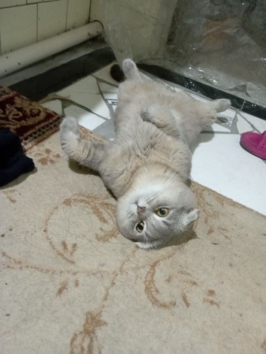 skotish fold pro max