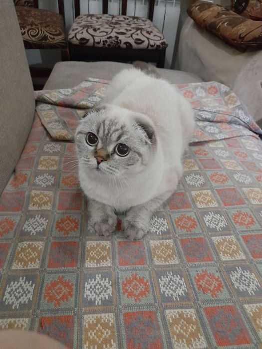 Скотиш бервораман