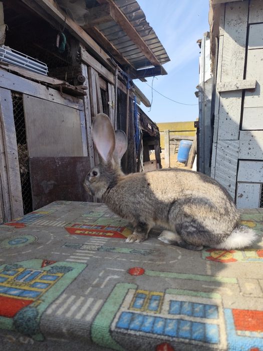 Vând cușcă și iepuri