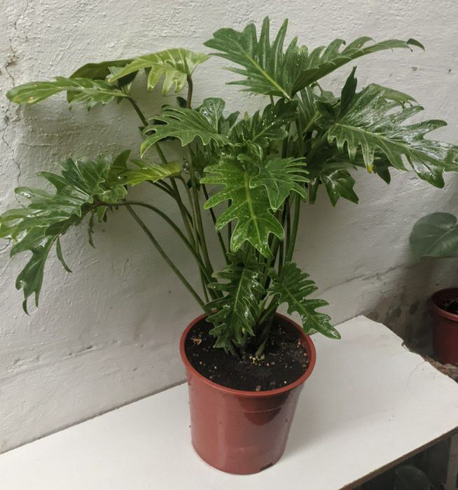 Филодендрон Ксанаду Xanadu. Экзотические цветы для дома и офиса.