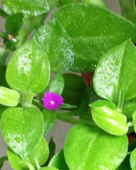 Продам. Аптелия.