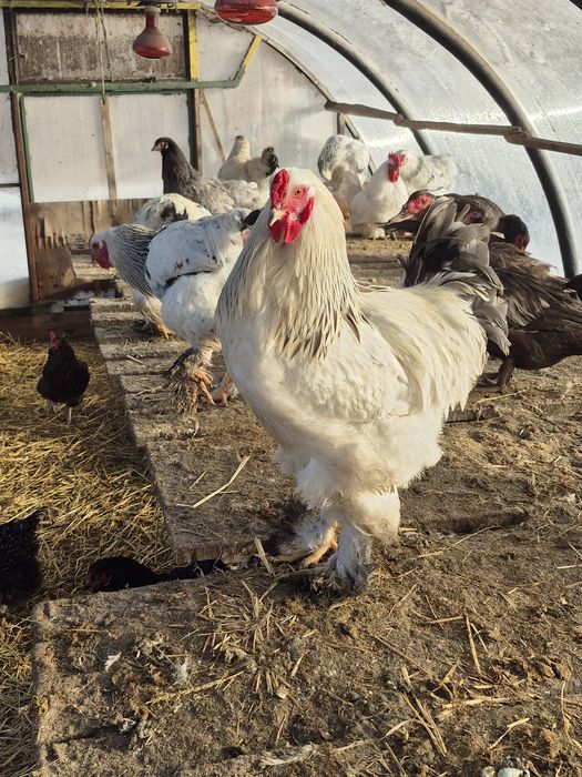 Продам чистопородных петухов Брама