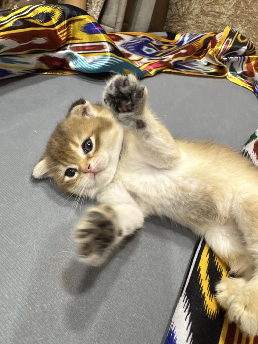 Продаю золотая шиншилла Фолд.