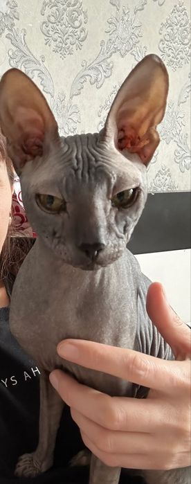 Кот не кастрирован