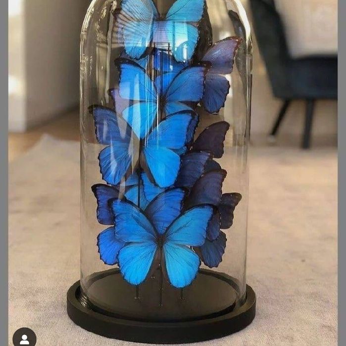 Babochka Gul kapalak Buket babochka Shar vozdushniy