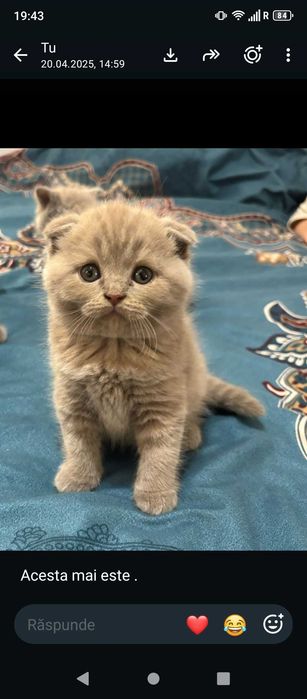 British Scottish Fold