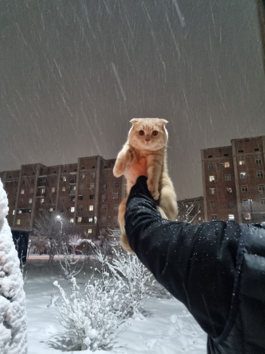 Вязка кот, Вязка кошек