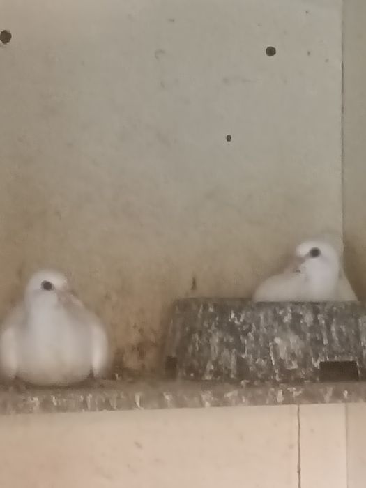 Porumbei voiajori albi