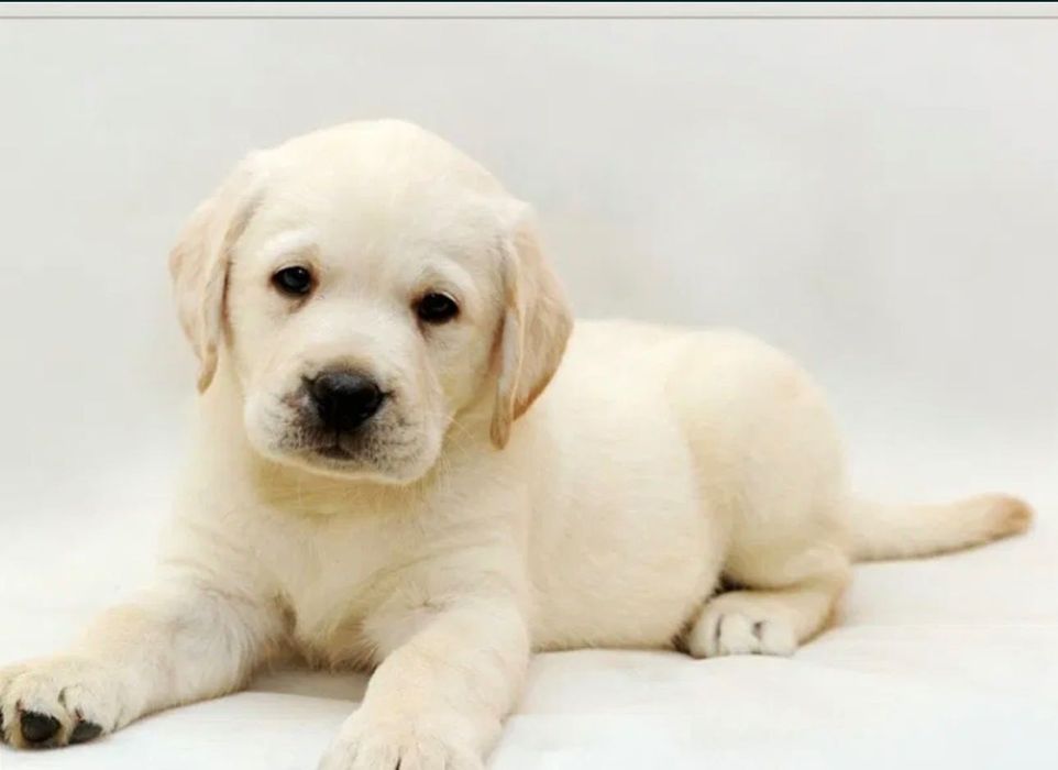 Лабрадор щенок, девочка 2,5 мес