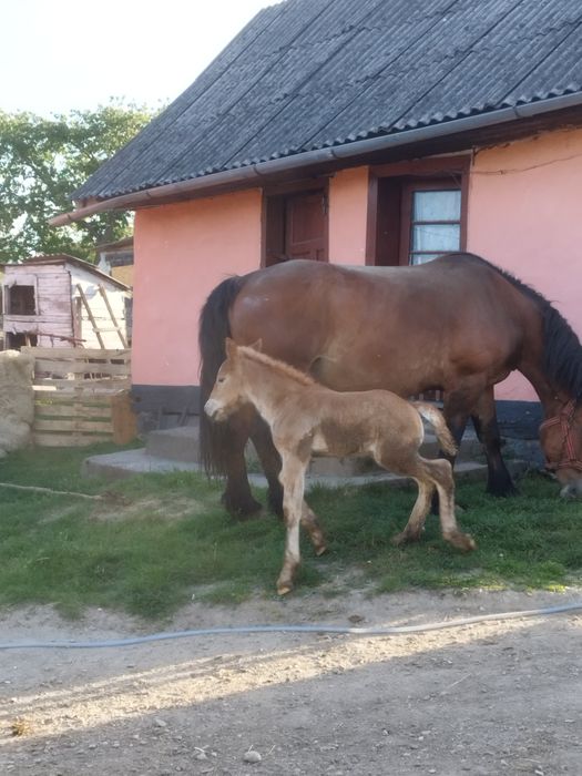 Iapa cu mânz de vanzare