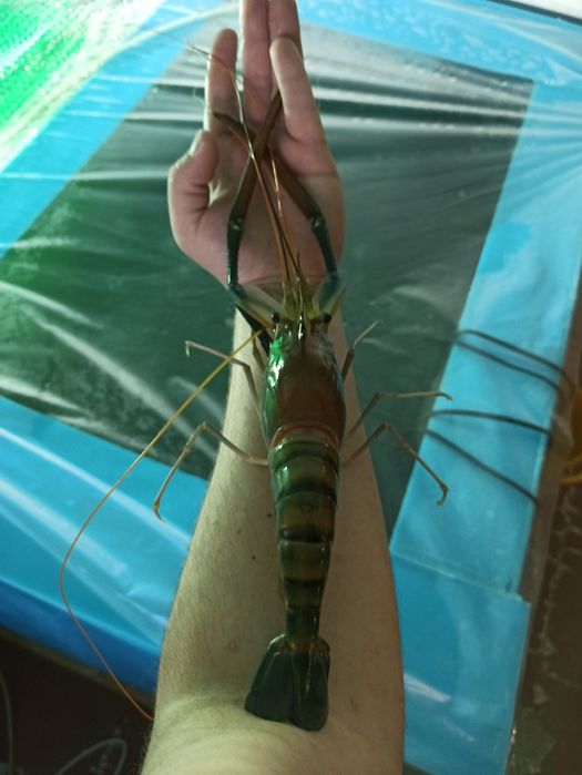 Креветки Розенберг