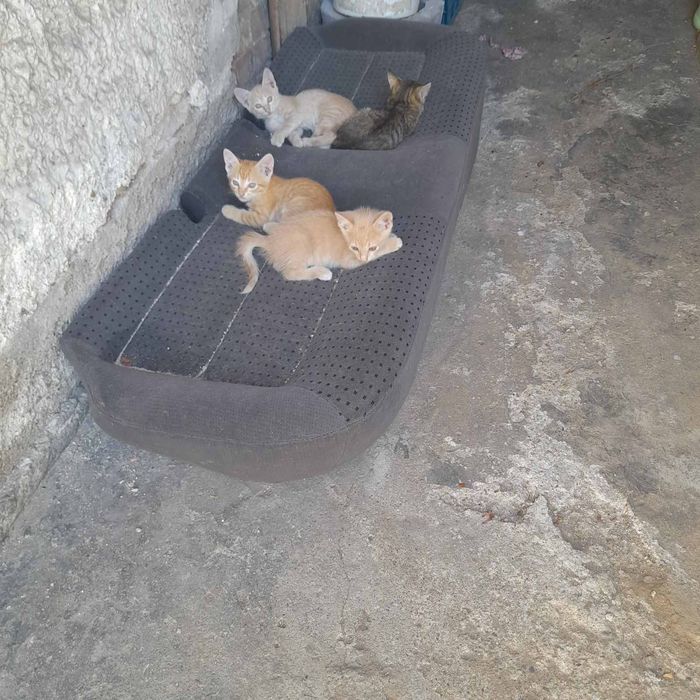 Подарявам котета