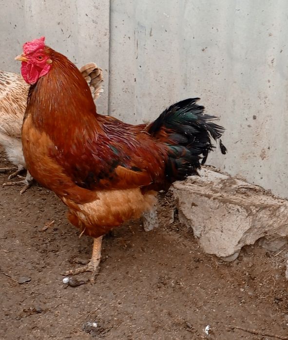 Петух куриный домашний