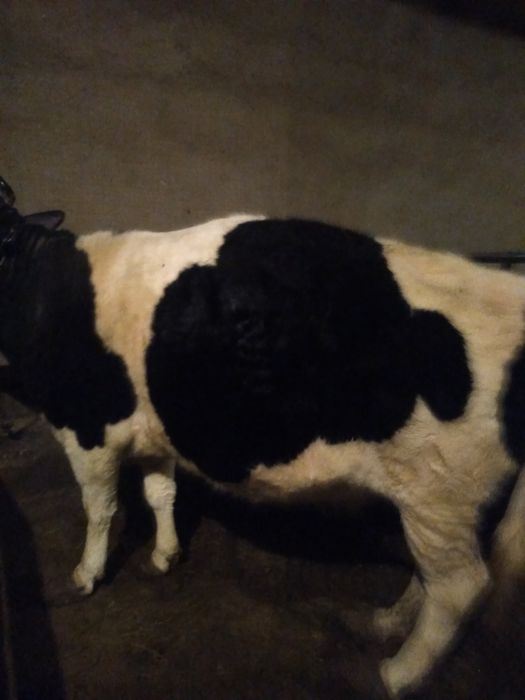 Семіз сиыр сатылады