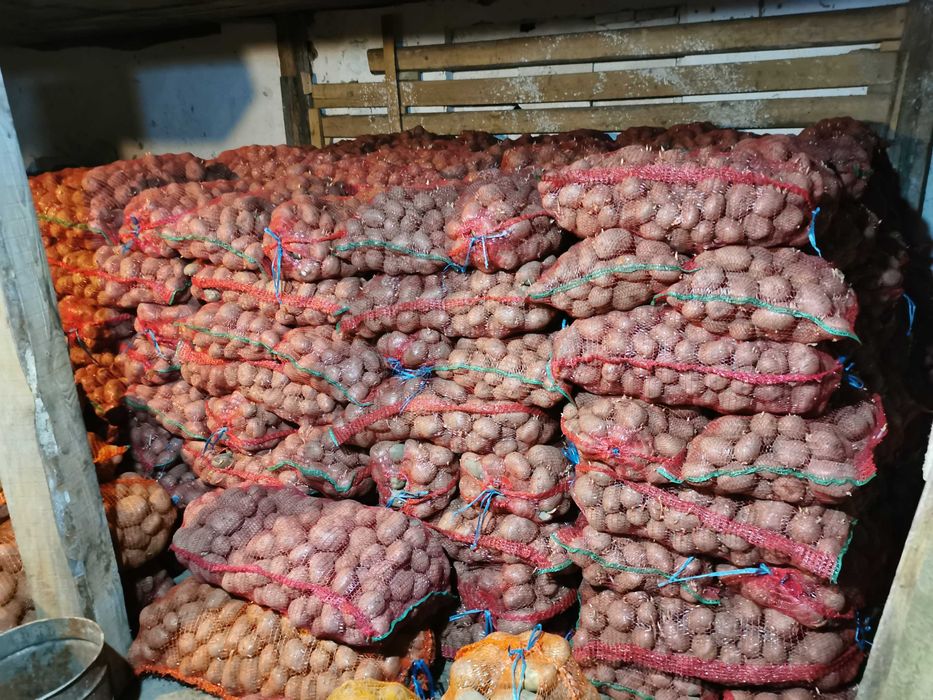 Vind cartof saminta DESIREE si AGRIA in saci de 25 kg