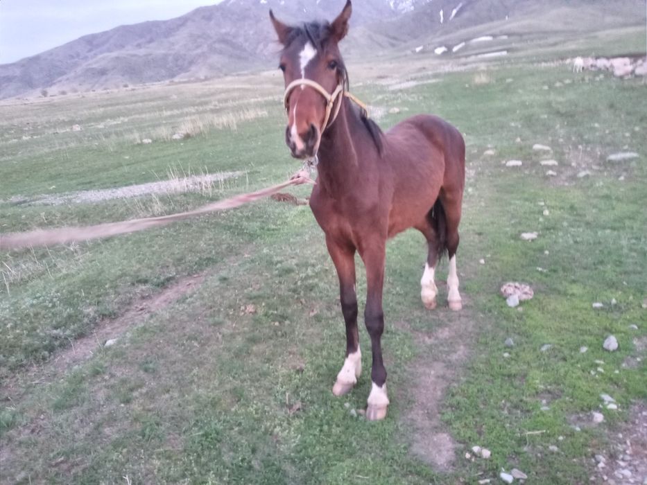 Лошади жеребята.