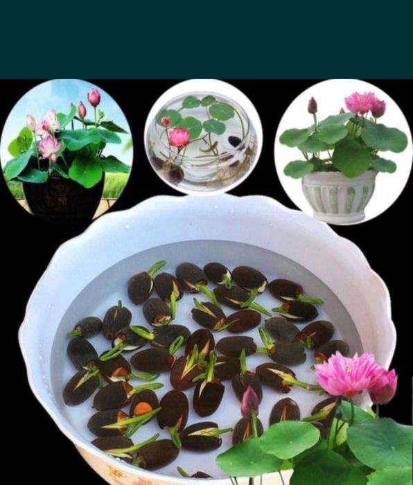 Смена лотоса ,нилуфар гул