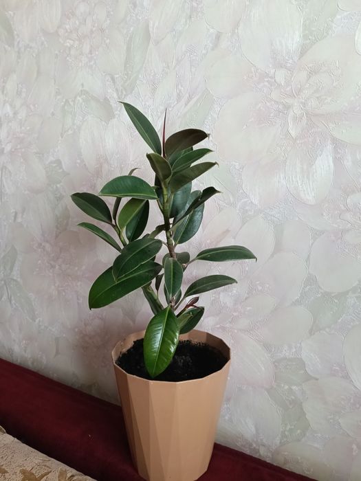 Продам комнатные цветы