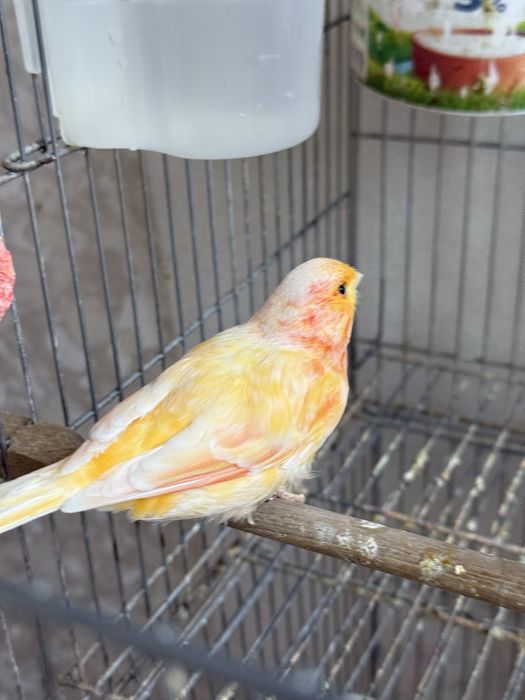 Kanareyka kotta yirik turetskiydan chiqgan mesniy shmel