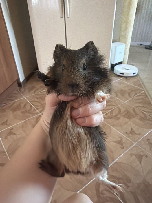 Отдам морскую свинку