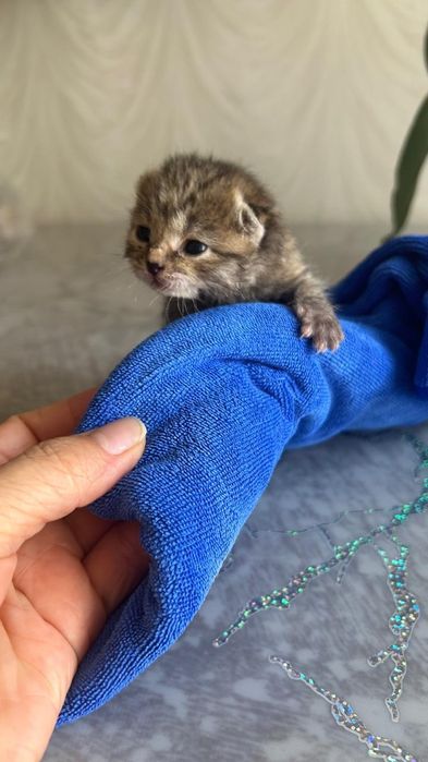 Котёнок ищет семью!