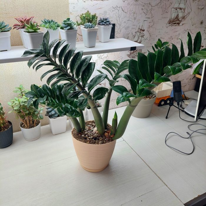 Замиакулькус Зензи