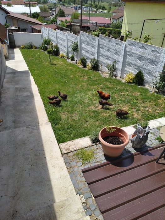Uriaș German și Araucana gat Auriu