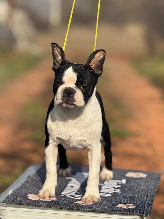 Pui mascul boston terrier