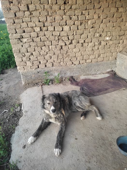 1 та алабаи 50000сум