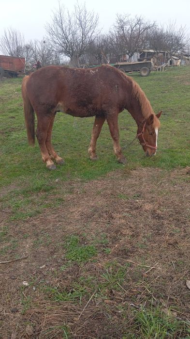 Vând cal castrat cuminte merge la căruță are trei ani
