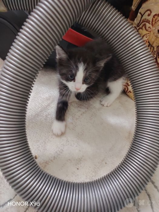 Котята в хорошие руки