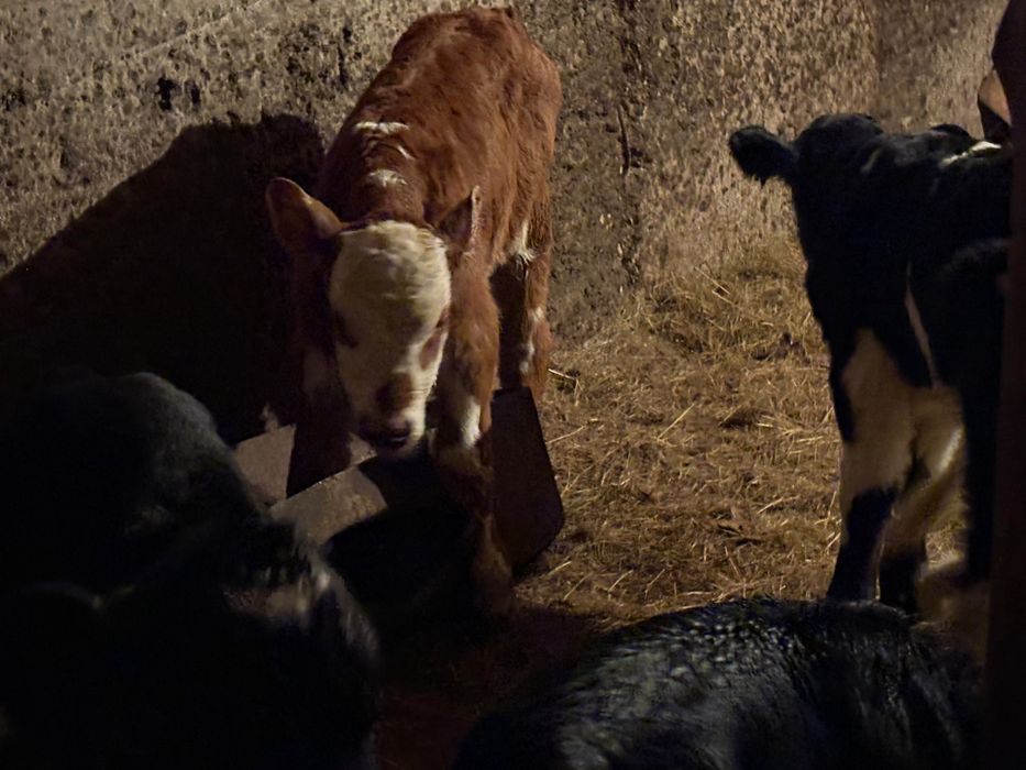 Продам телят бычки