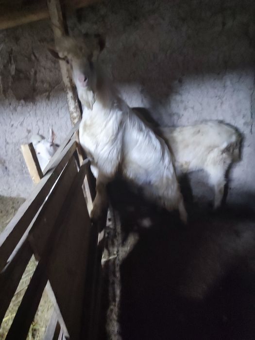 Казел молочной породы 12 месяцев ему