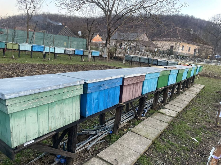 Rame cu albine cu matcă – familii 6-7 rame