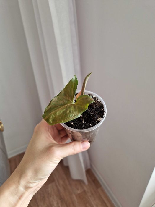 Сингониум Арон Браун