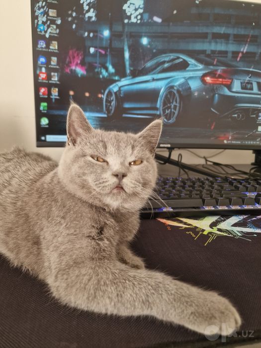 Картезианская кошка.