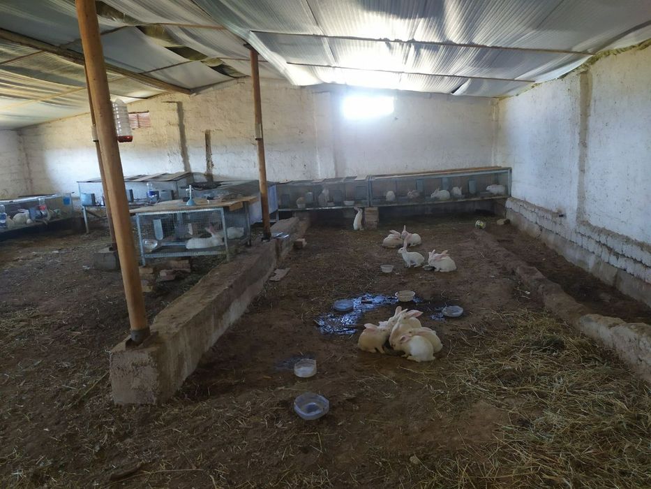 Куён сотилади. Продам кроликов  самсов.