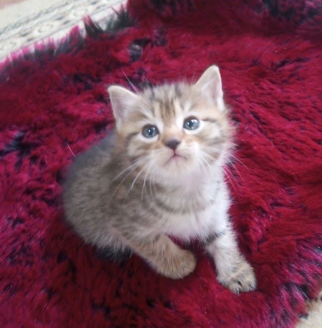 Котёнок. мальчик