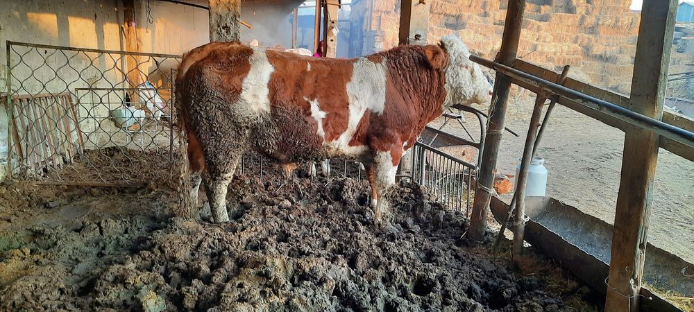 Соглом сментал юуккамиз сотилади