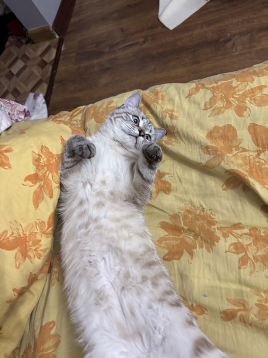 Кошка 6 месяцев