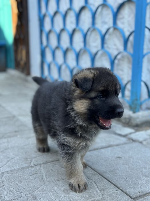 Щенки немецкой овчарки
