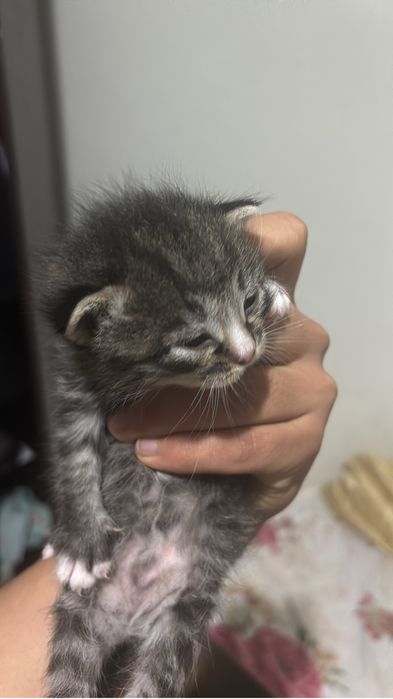 Отдам в хорошие руки